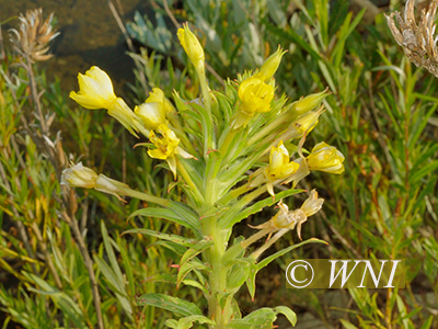 Oakes' Evening Primrose (Oenothera oakesiana, Onagraceae)